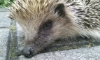 Igel