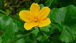 Bachdotterblume (Cltha palstris)