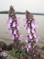 Sumpf-Ziest (Stachys palustris L.)