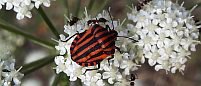 Streifenwanze (Graphosoma lineatum)