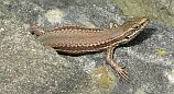 Mauereidechse (Podarcis muralis) (f)