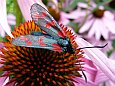 Widderchen (Zygaena filipendulae)