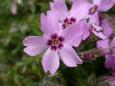 Polsterphlox