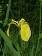 Gelbe Schwertlilie (ris pseudcorus)