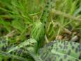 Geflecktes Knabenkraut (Dactylorhza maculta)