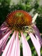 Echinacea